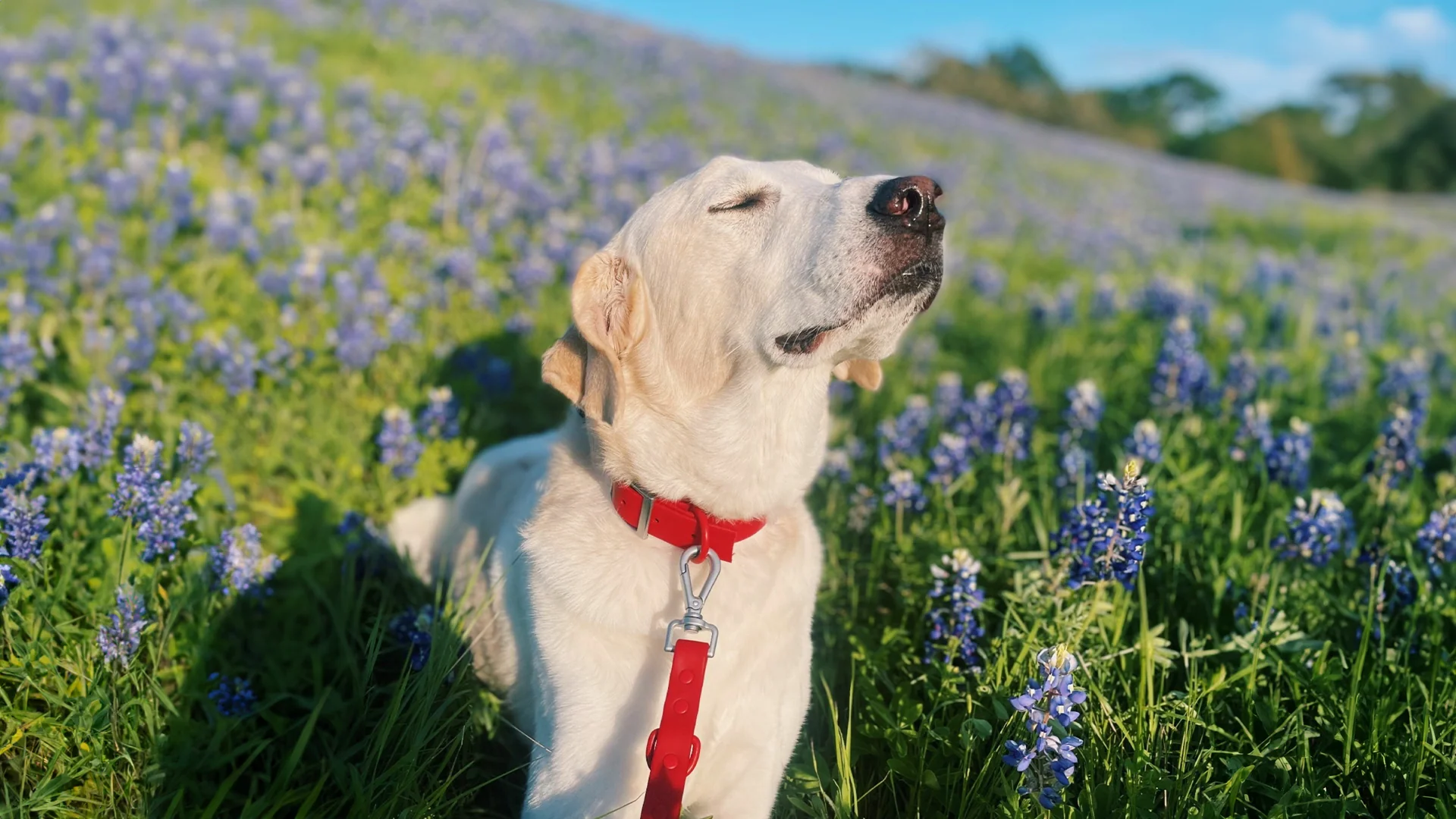 Natural Care for Happy Pets