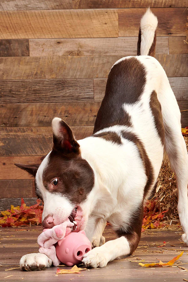 BARK Super Chewer Hambone Pig Hog Rubber Dog Toy - Image 4