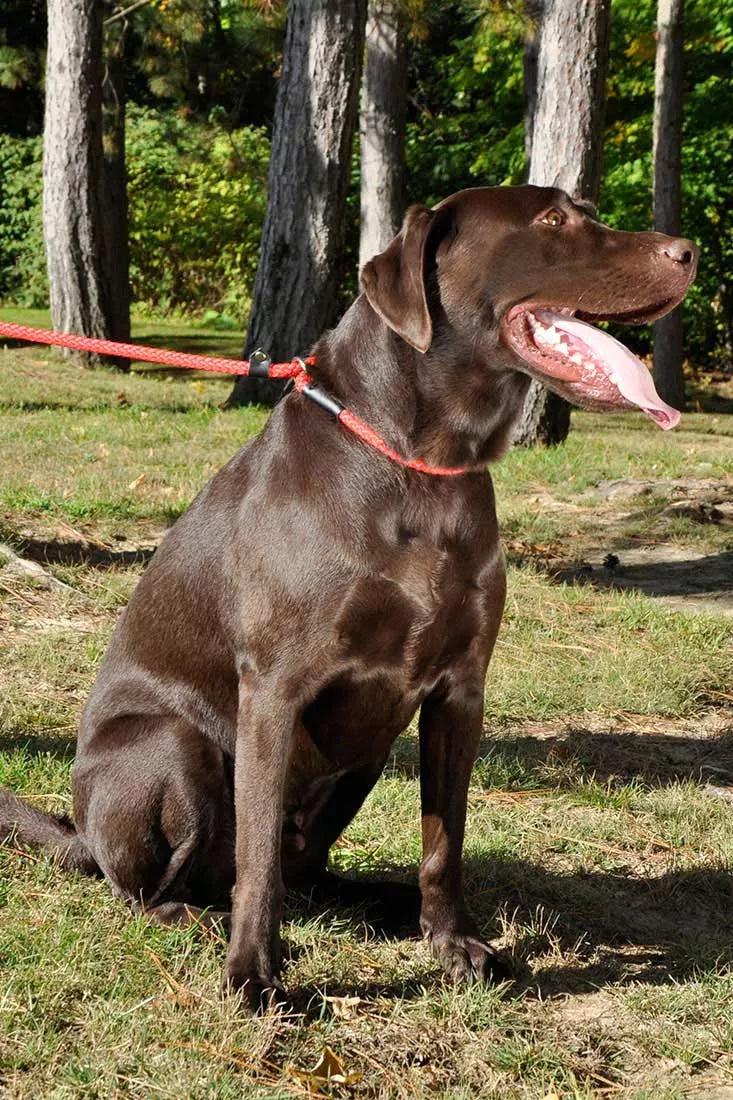 Coastal Black Rope Slip Leash - Image 2