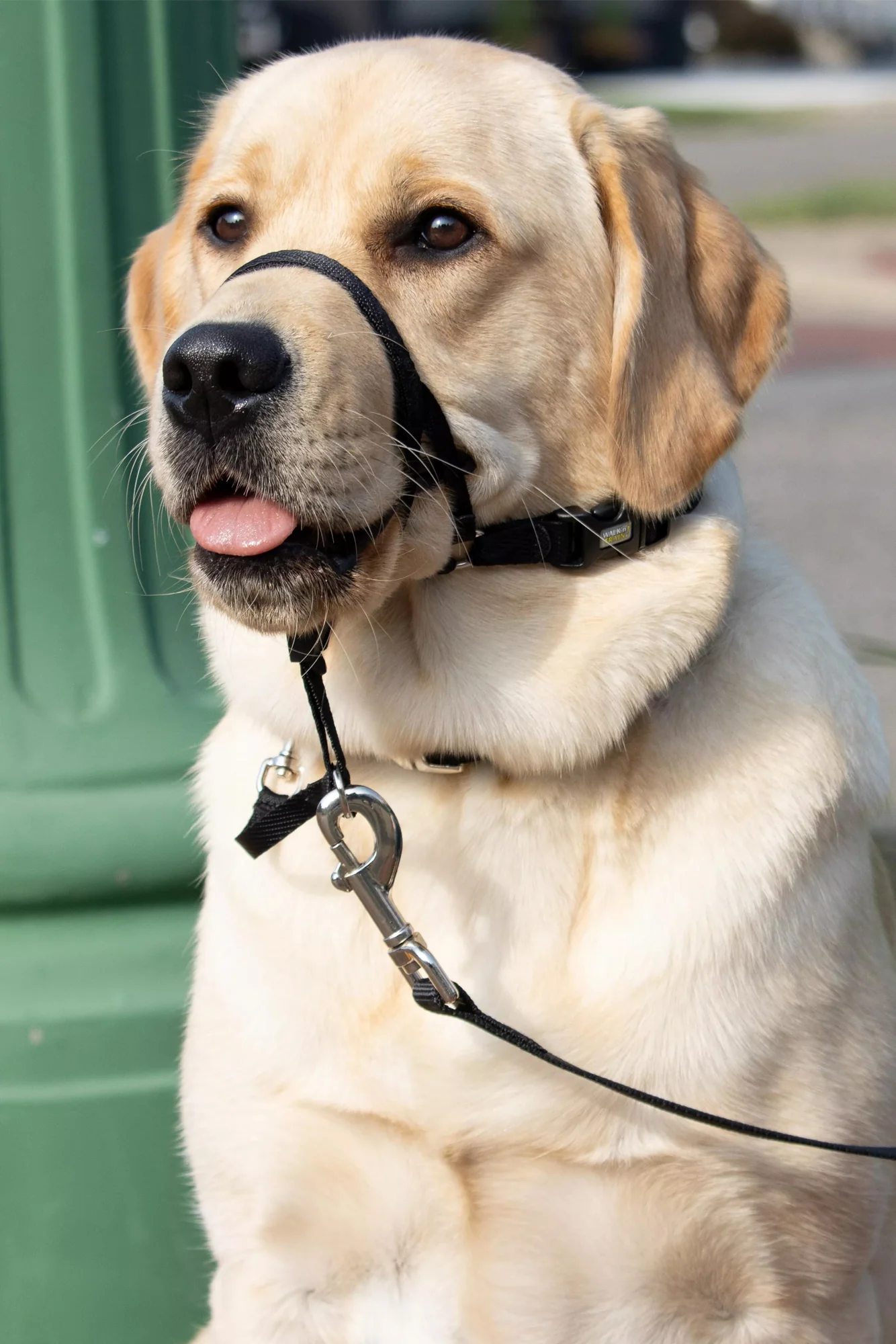 Coastal Walk 'n Train Black Head Halter - Image 4