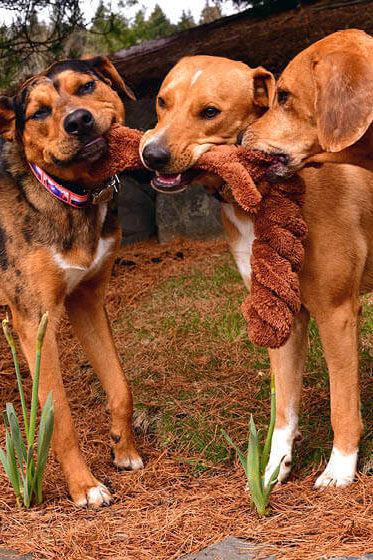Cycle Dog Duraplush Springy Squirrel Dog Toy - Image 3