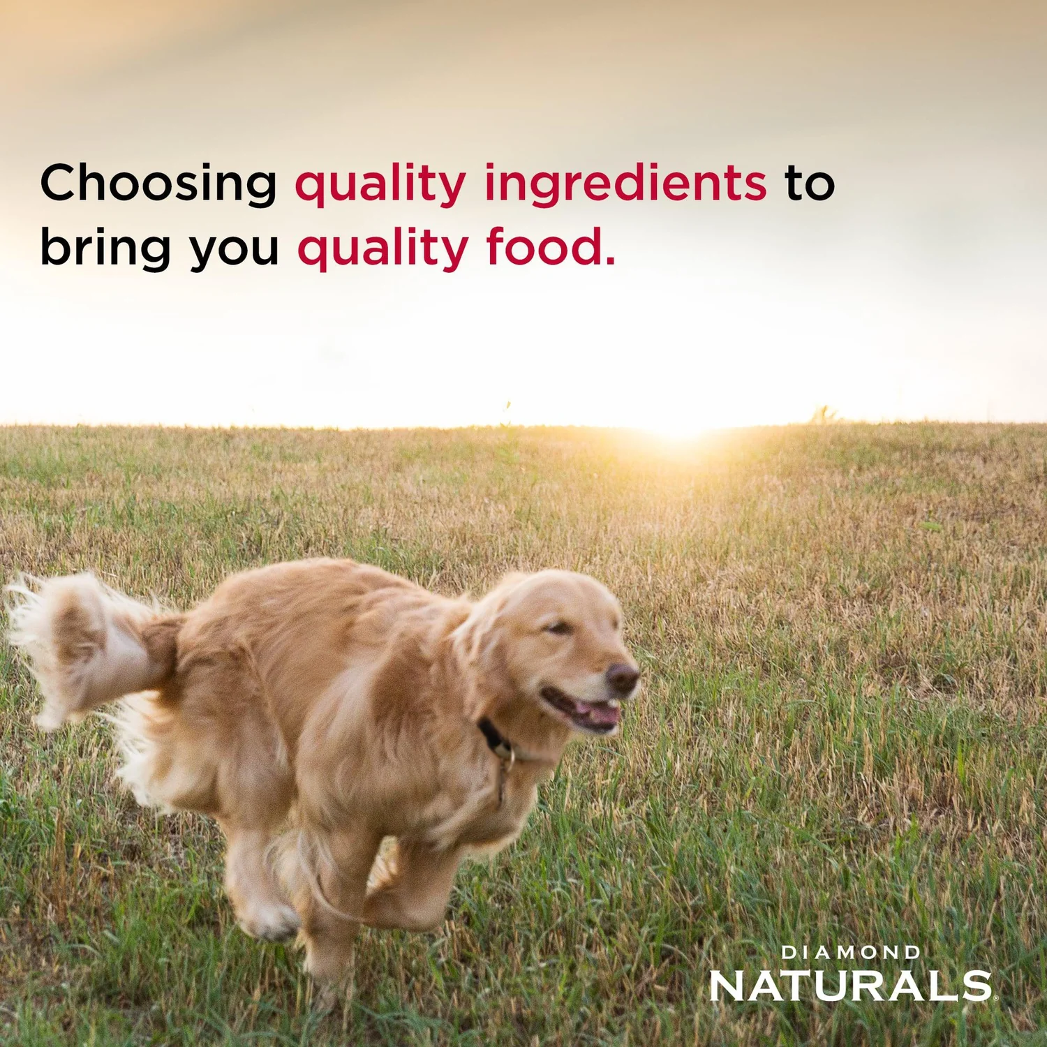 Diamond Naturals Large Breed Lamb and Rice Dry Dog Food - Image 4