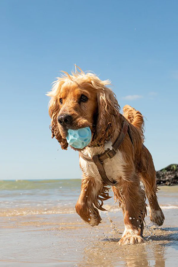 Frubba Balls Dog Toy - Image 3
