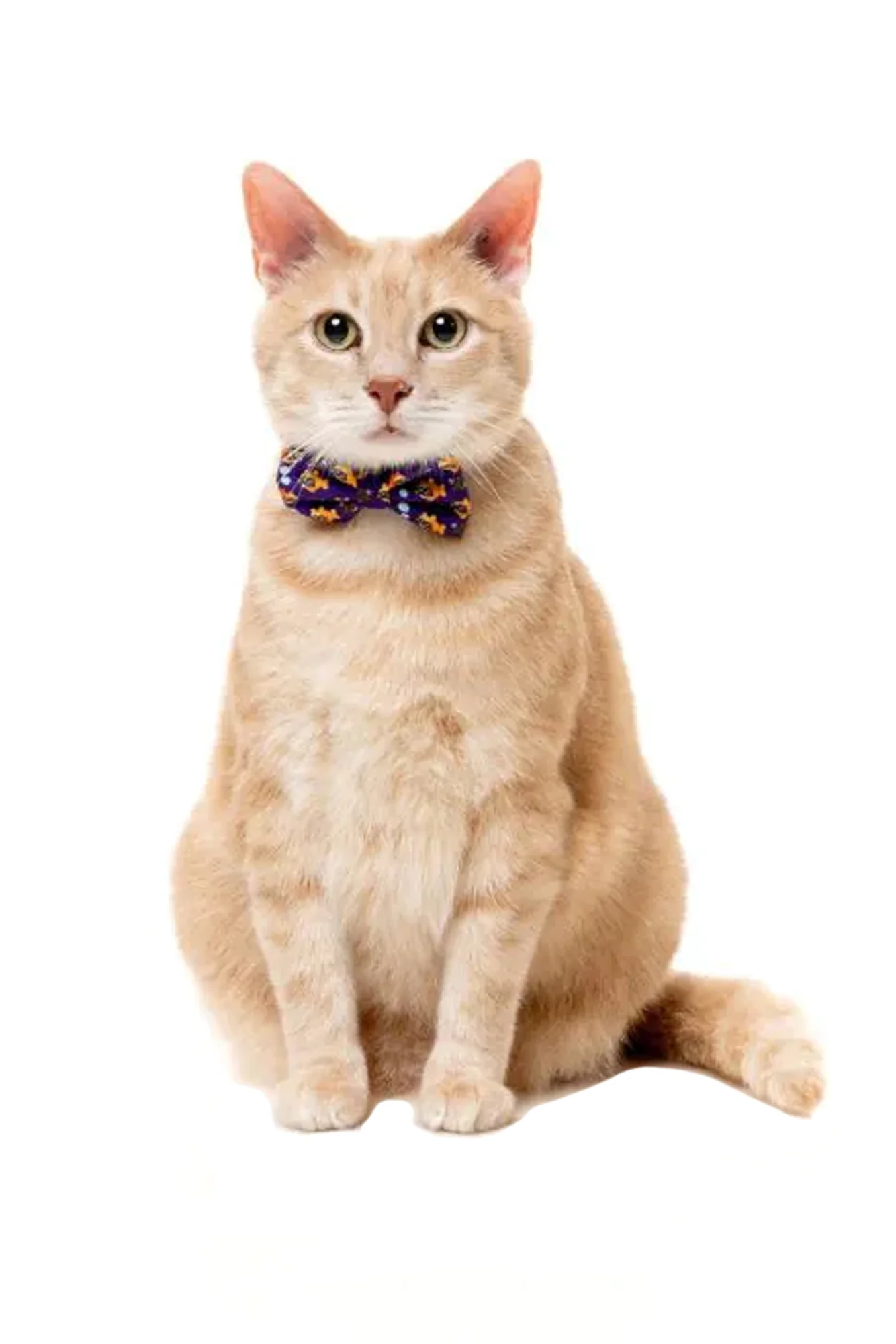 FuzzYard Cat Fashion Pack - Image 2