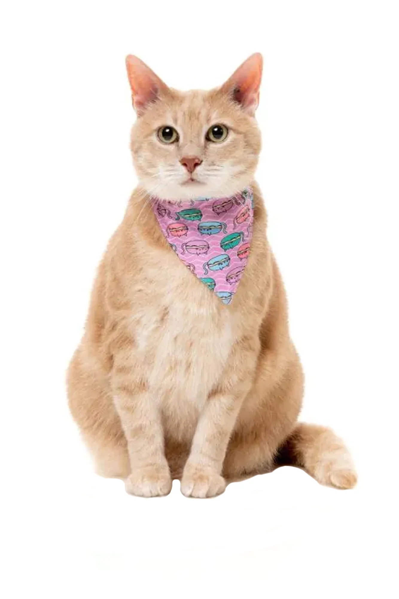 FuzzYard Cat Fashion Pack - Image 4