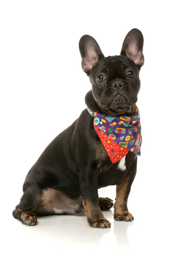 FuzzYard 'Highscore' Dog Bandana - Image 3