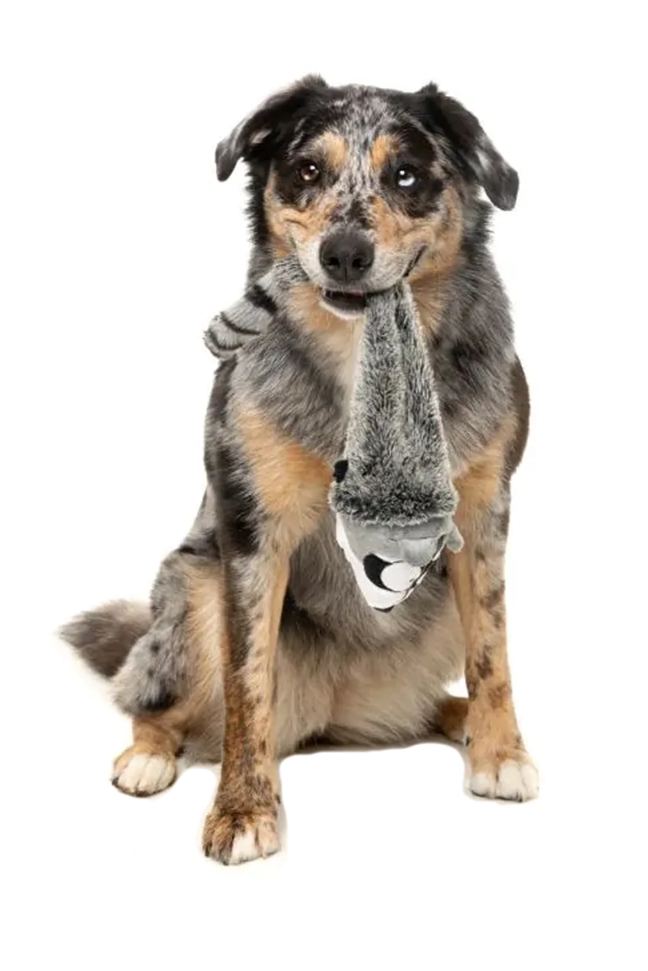 FuzzYard Run Along Raccoon Plush Dog Toy - Image 3