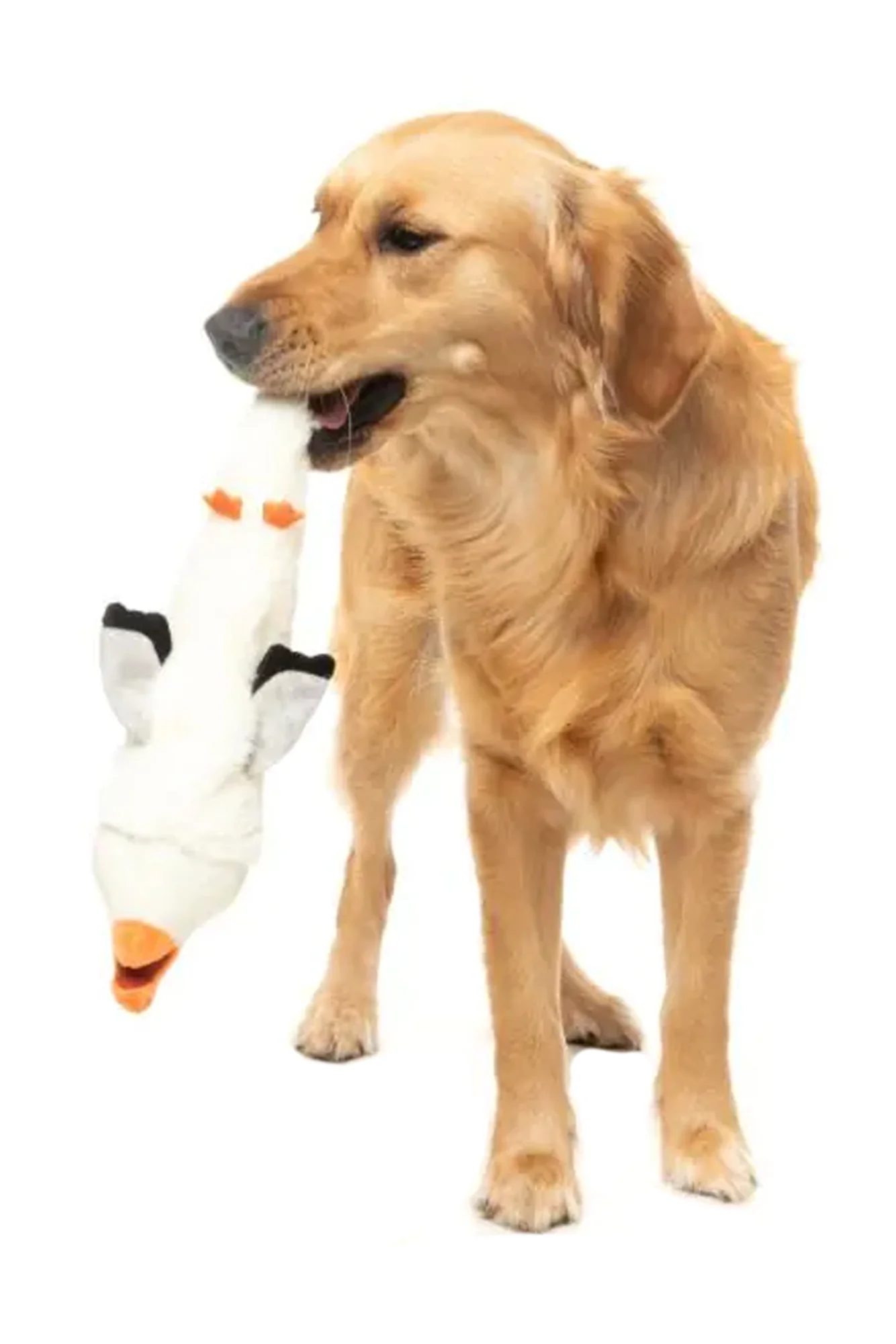 FuzzYard See-Ya-Seagull Plush Dog Toy - Image 3