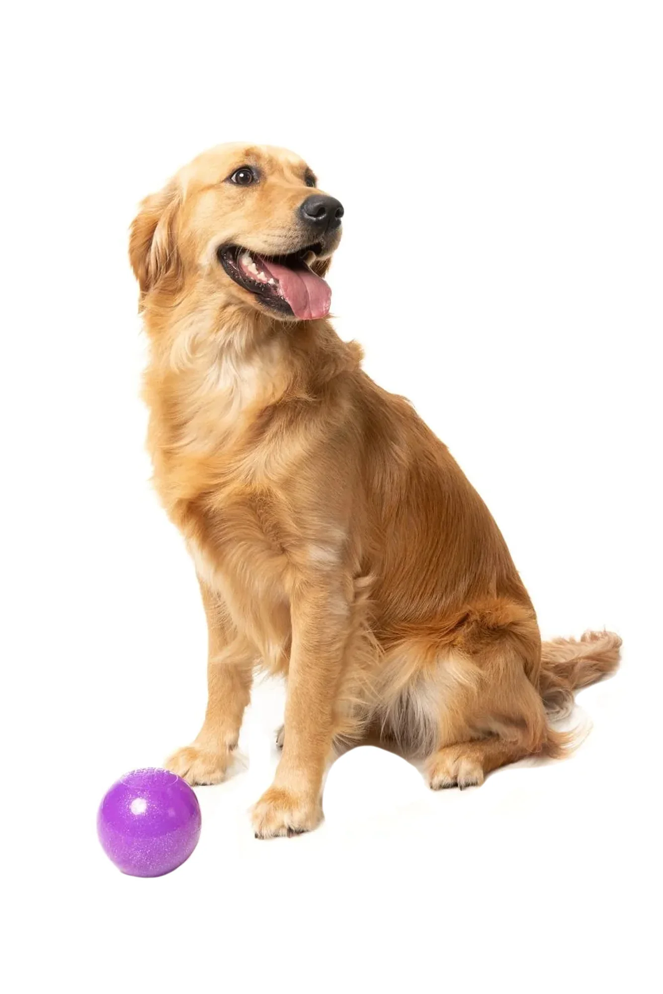 FuzzYard Truth Tellin' Treat Ball Dog Toy - Image 3