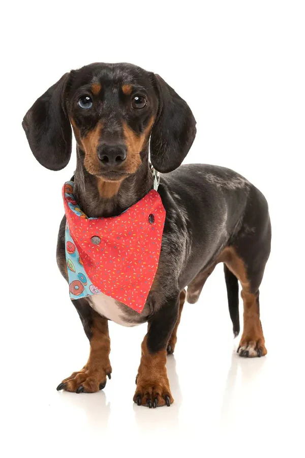 FuzzYard 'You Drive Me Glazy' Dog Bandana - Image 4