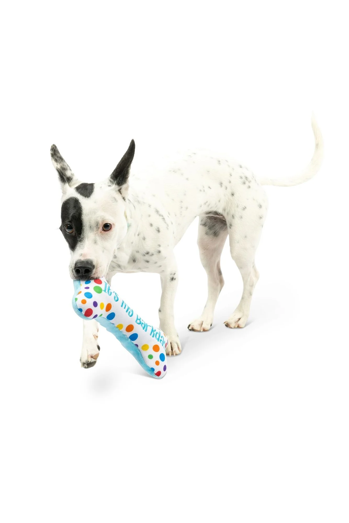 Huxley and Kent It's My Barkday Bone Dog Toy - Image 4