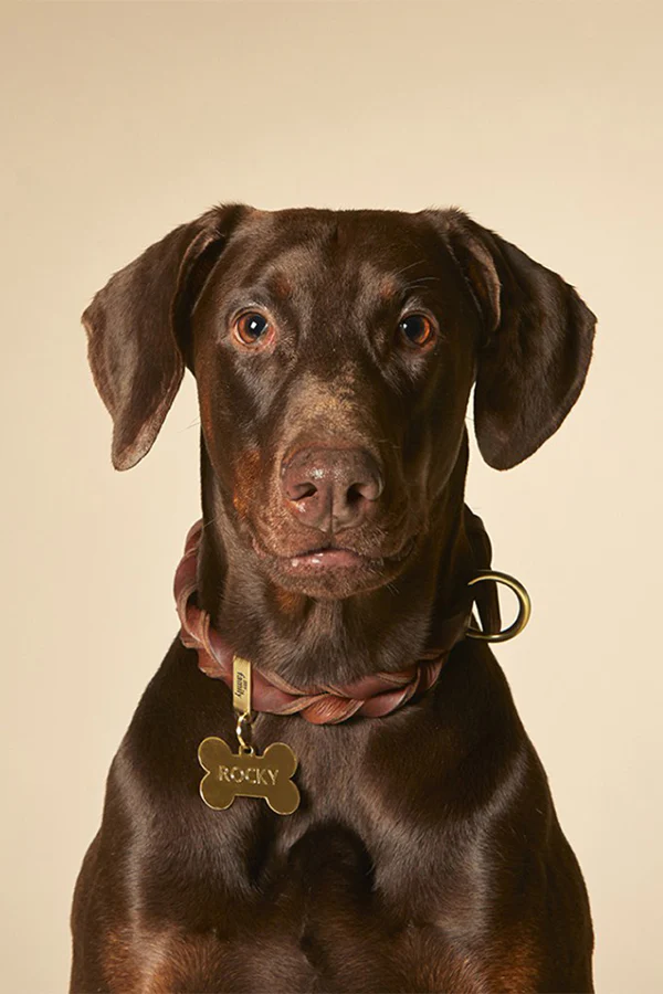 My Family Ascot Brown Leather Dog Collar - Image 4