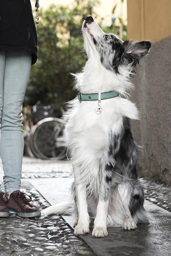 My Family Firenze Aqua Leather Dog Collar - Image 4
