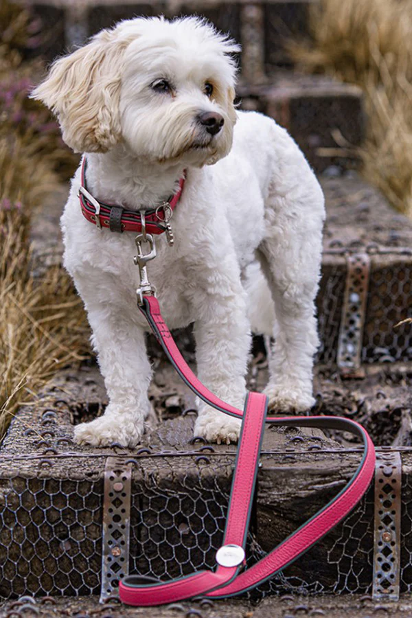 My Family Firenze Fuchsia Leather Dog Collar - Image 4