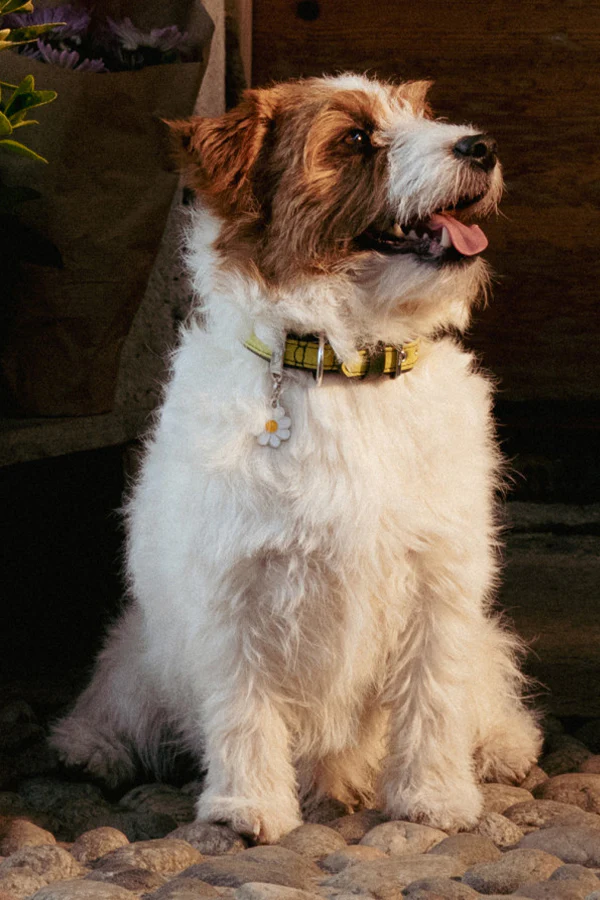 My Family Firenze Yellow Leather Dog Collar - Image 4