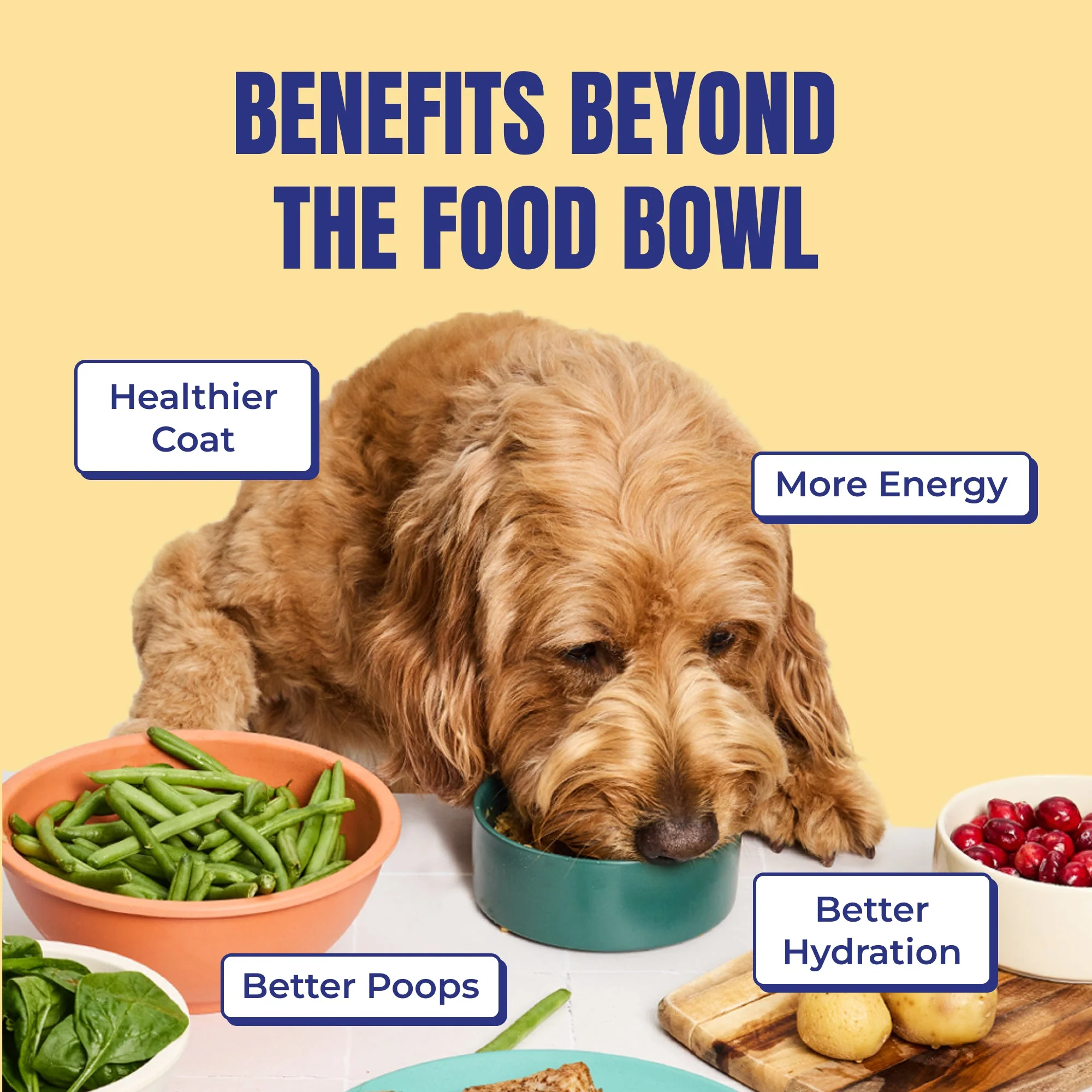 My Perfect Pet Knight's Beef and Vegetable Gently Cooked Dog Food - Image 12