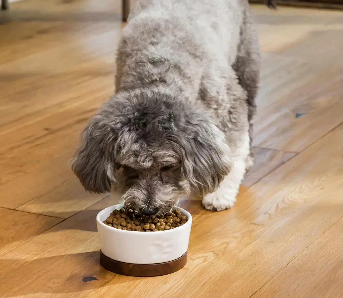 Open Farm Grass-Fed Beef Dry Dog Food - Image 6