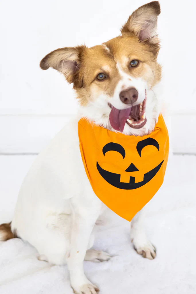 Pearhead Pumpkin Pet Bandana - Image 2