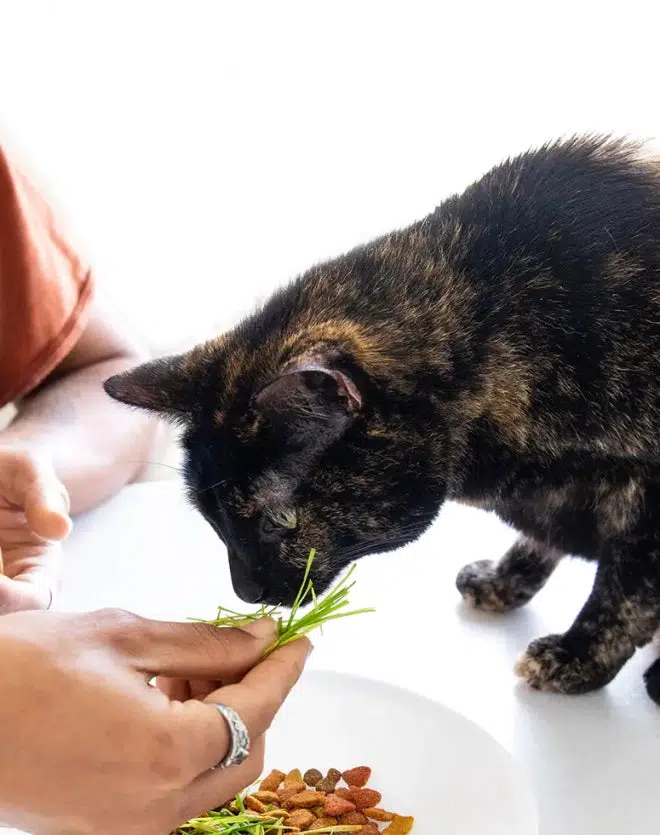 Pet Greens Wheatgrass Self Grow Kit - Image 2