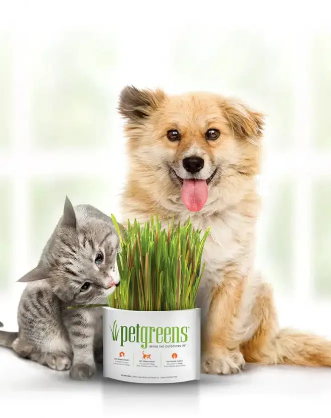 Pet Greens Wheatgrass Self Grow Kit - Image 3