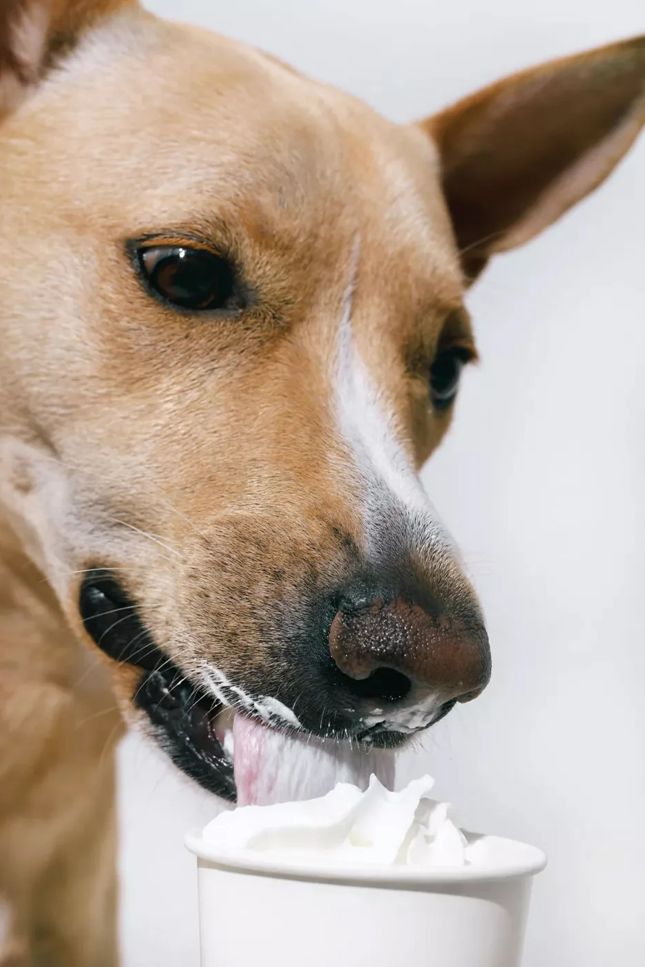 PupCup Peanut Butter Whipped Treat for Dogs - Image 2
