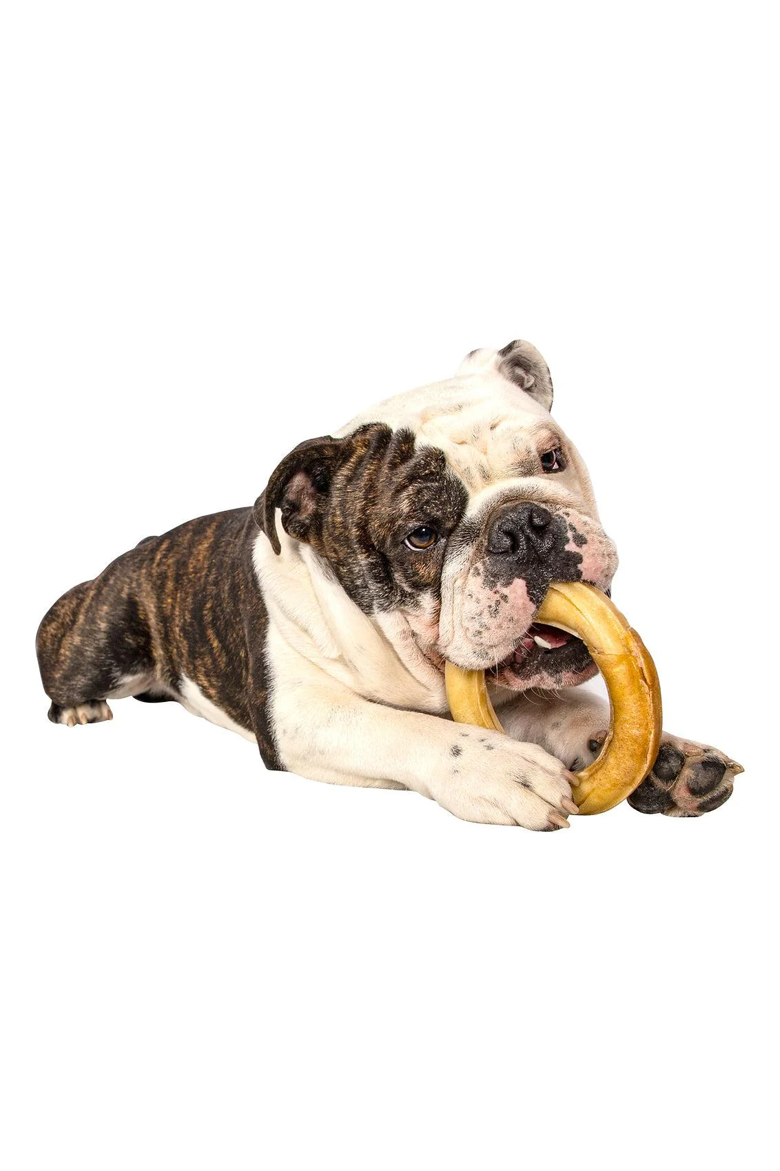 QT Dog Collagen Ring Dog Chew - Image 2