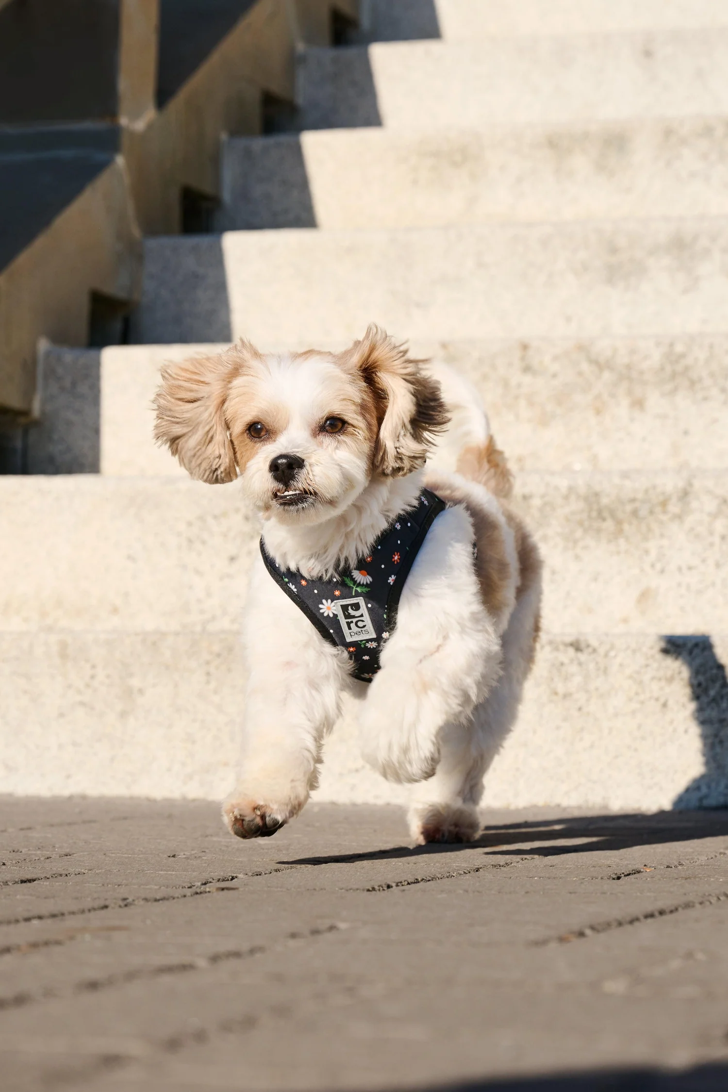 RC Pets Daisies Step In Cirque Dog Harness - Image 2