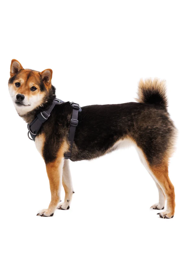 Ruffwear Front Range Basalt Gray Dog Harness - Image 5