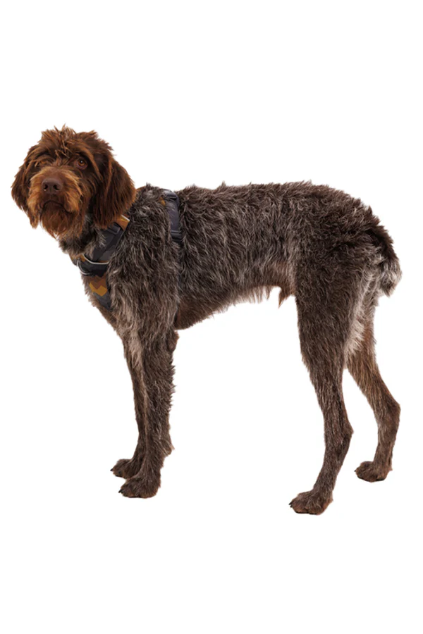 Ruffwear Front Range Moonlight Mountains Dog Harness - Image 5