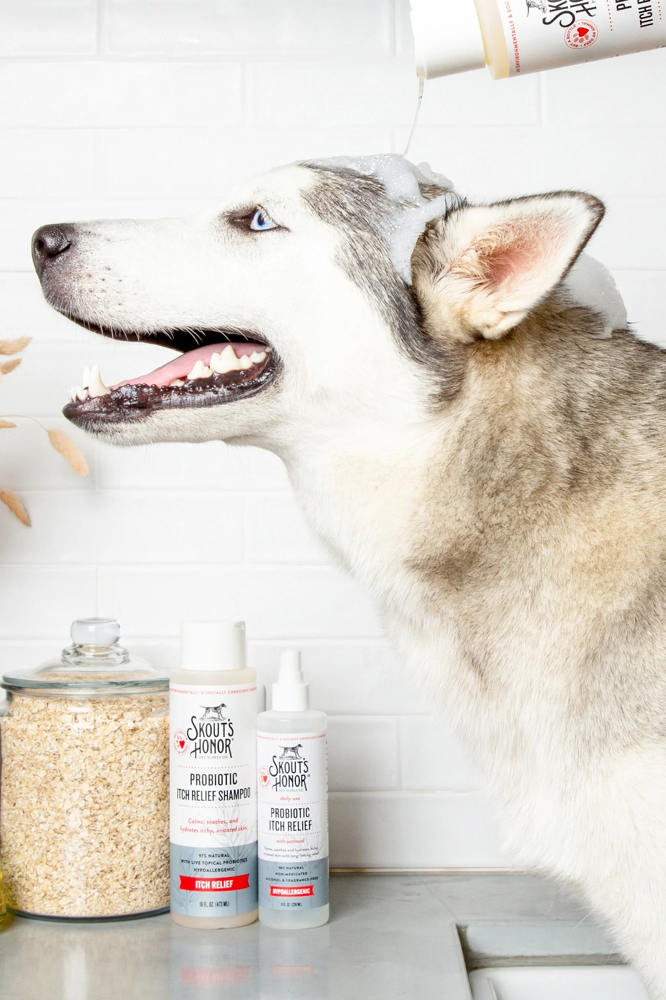 Skout's Honor Probiotic Itch Relief Shampoo - Image 5