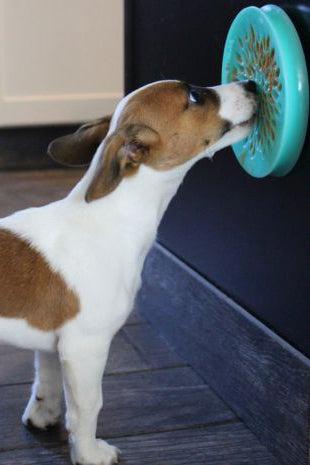 Tall Tails Lickable Suction Cup Reward Dish - Image 4