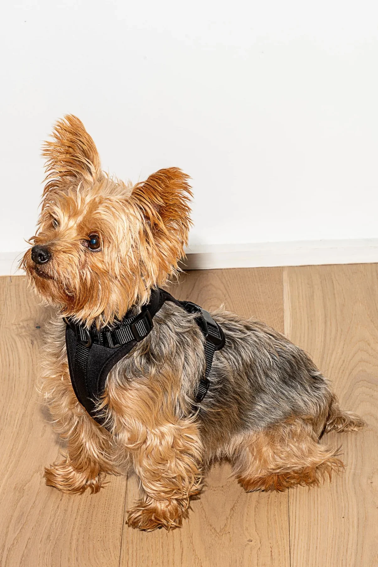Wild One Black Dog Harness - Image 2