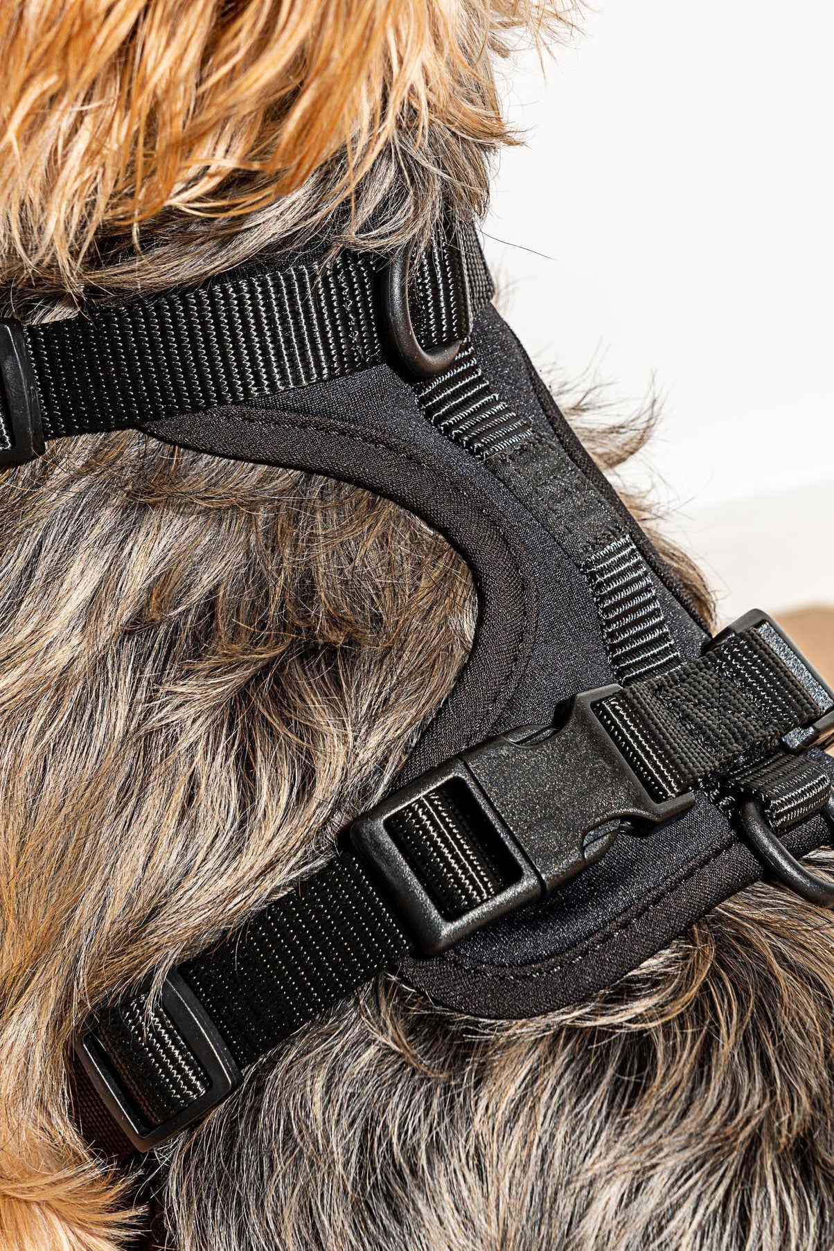 Wild One Black Dog Harness - Image 4