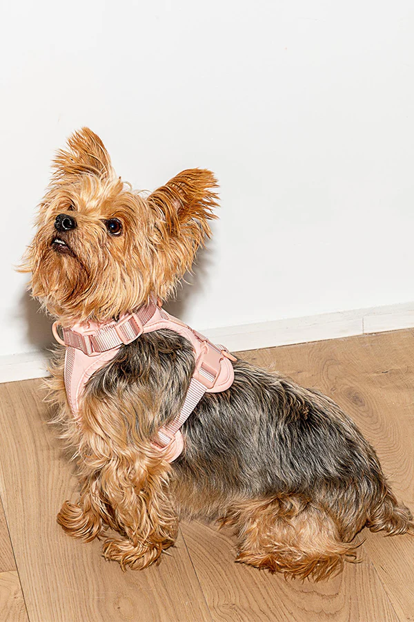 Wild One Blush Dog Harness - Image 3