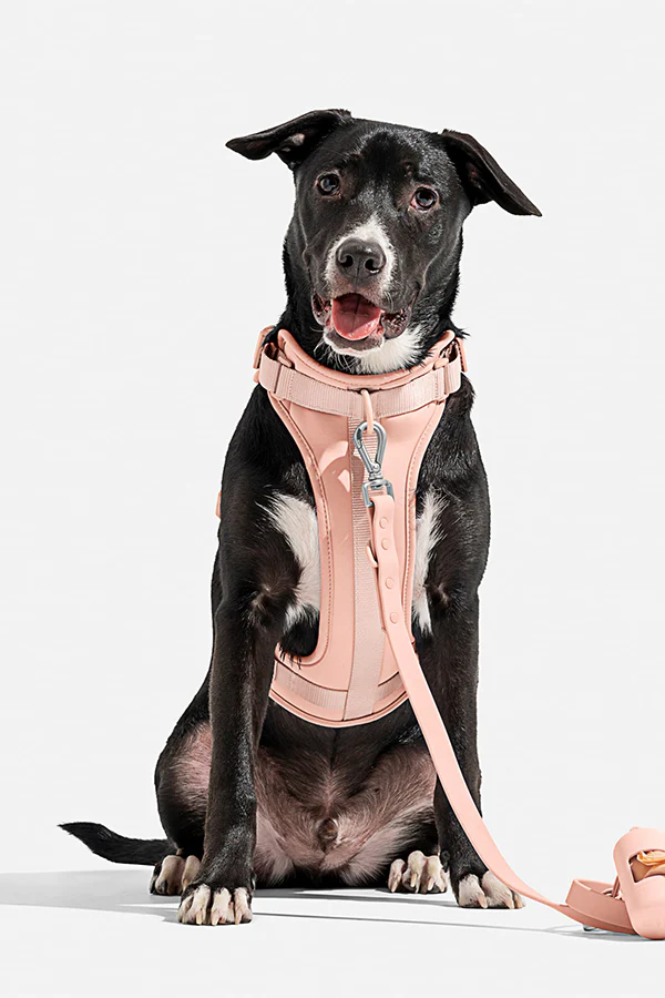 Wild One Blush Dog Harness - Image 4