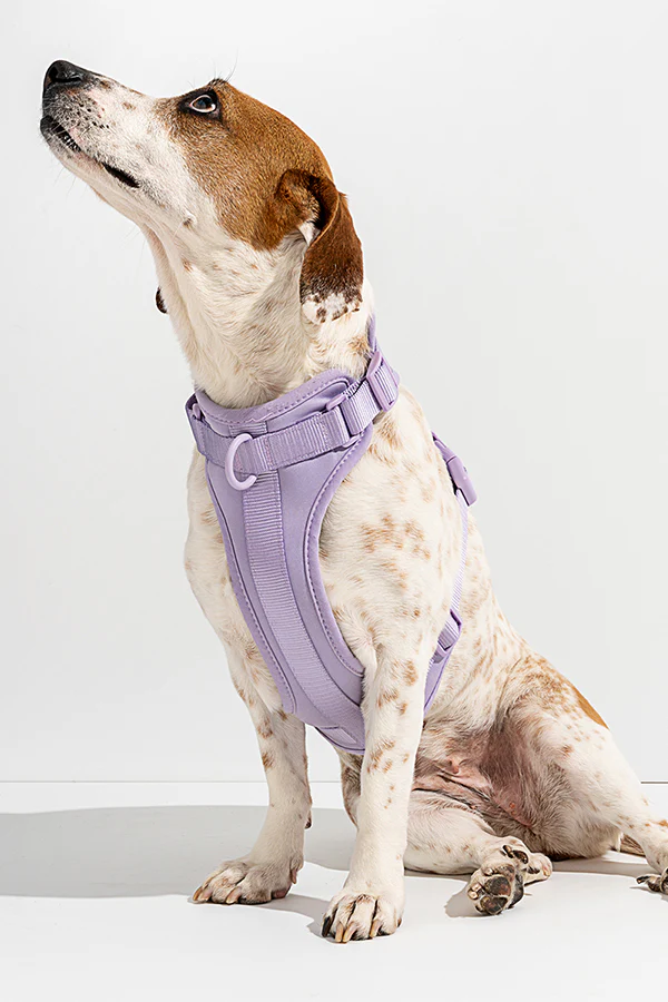 Wild One Lilac Dog Harness - Image 3