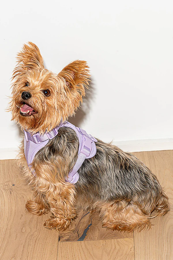 Wild One Lilac Dog Harness - Image 4