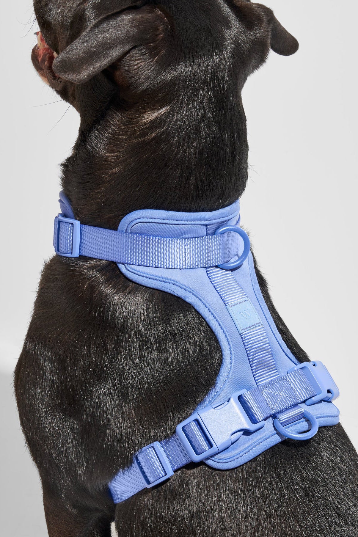 Wild One Moonstone Dog Harness - Image 2