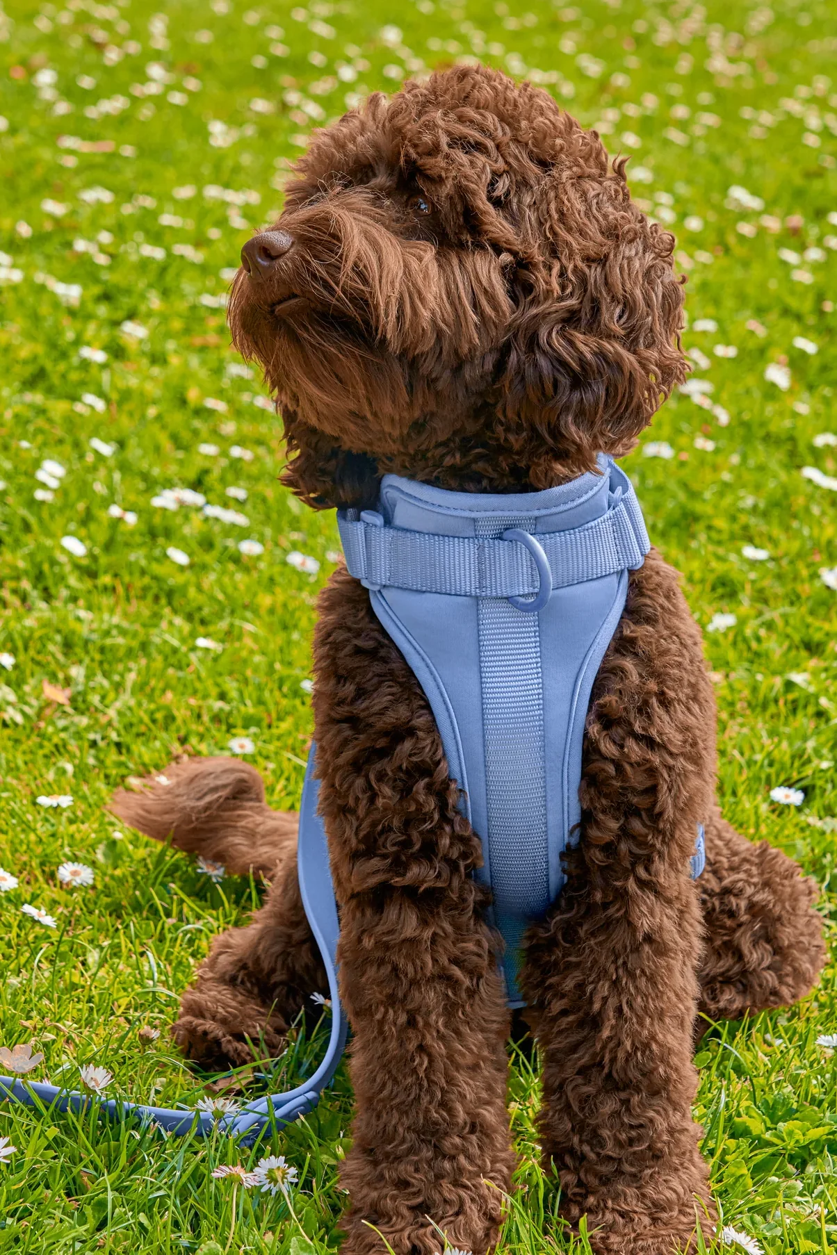 Wild One Moonstone Dog Harness - Image 4