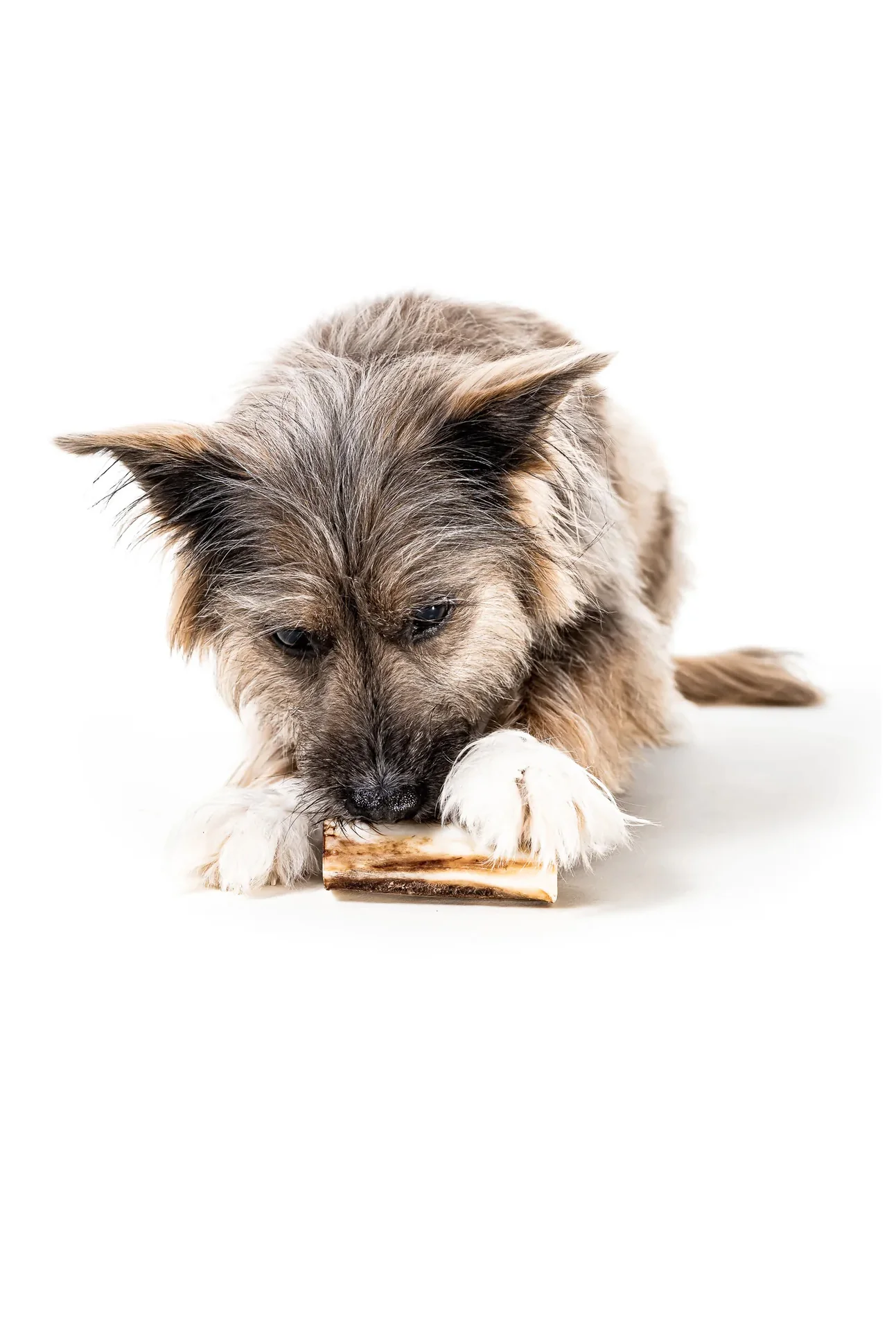 Winnie Lou Bison Marrow Bone - Image 2
