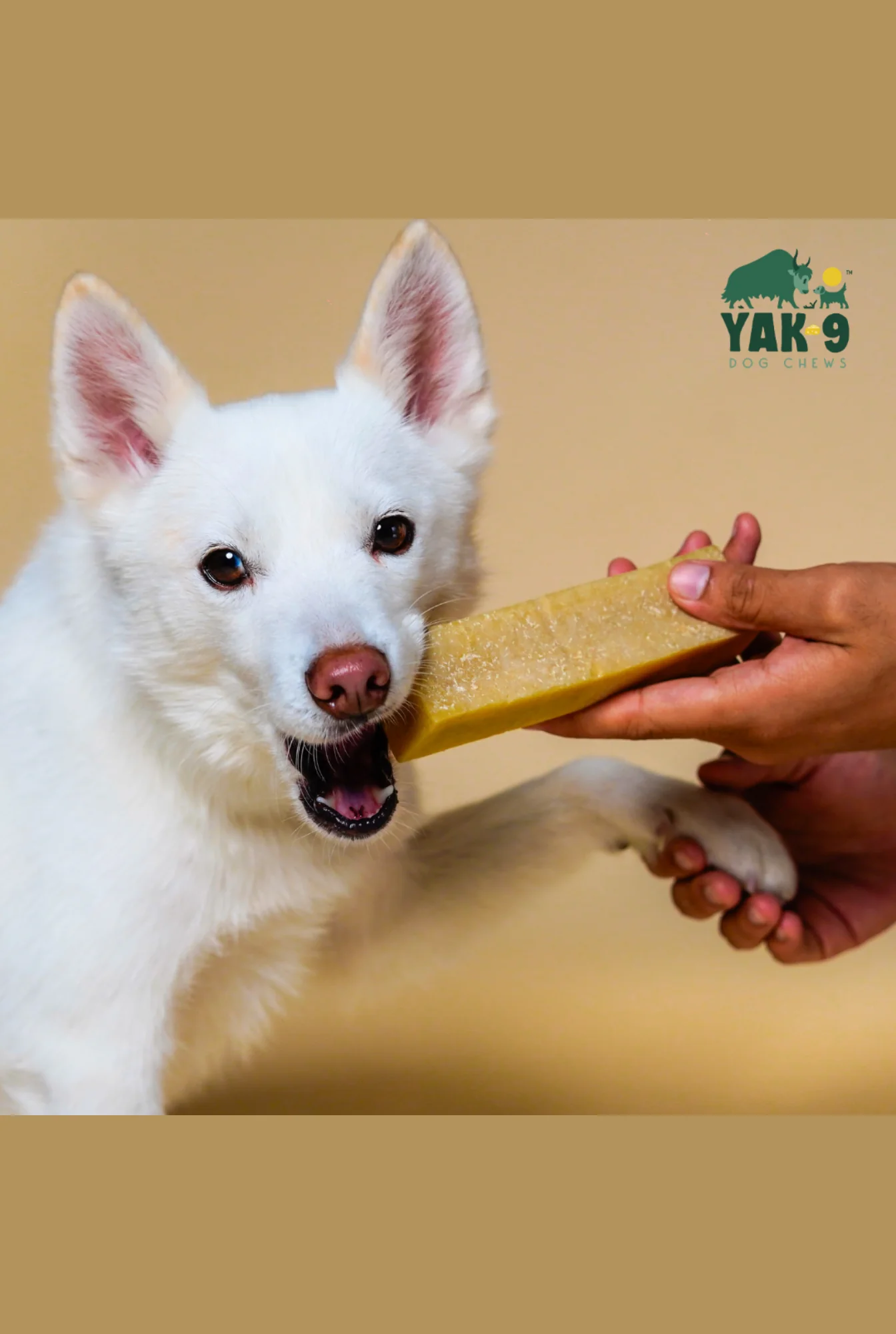 Yak9 Coconut Yak Chew - Image 10