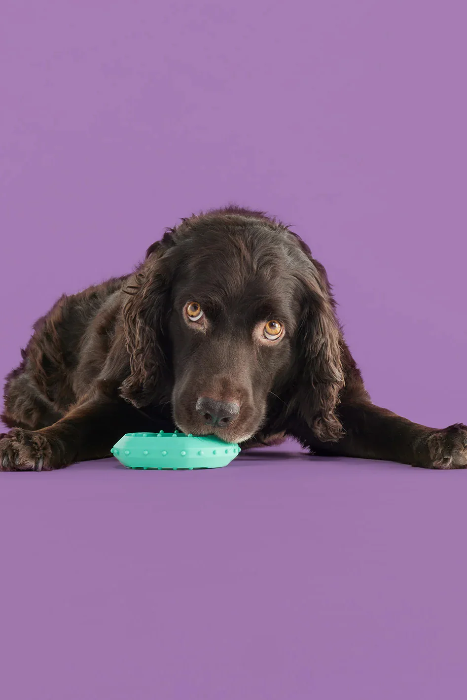 Yomp ChillChew Rubber Dog Toy - Image 4