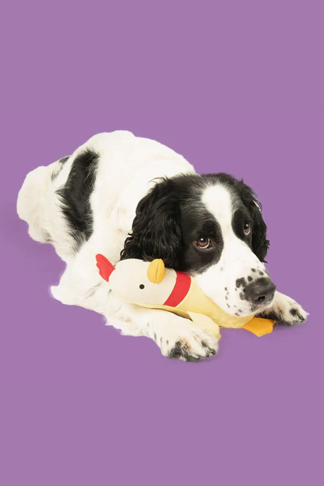 Yomp Clucky Plush Dog Toy - Image 5