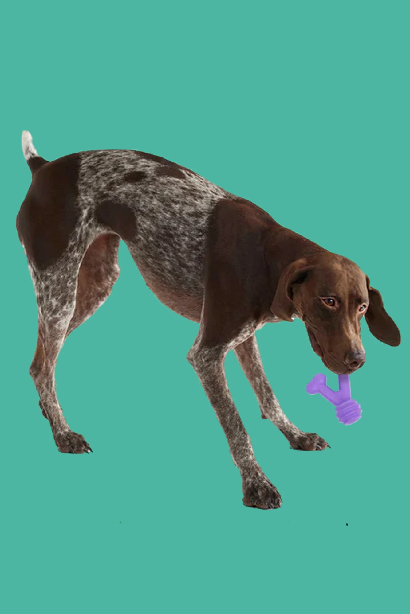 Yomp FunnyBone Max Dog Toy - Image 3
