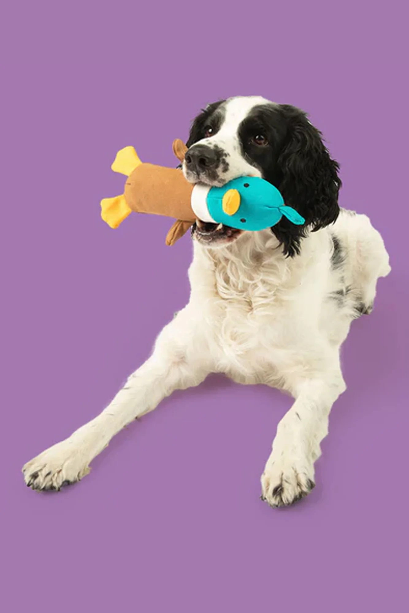 Yomp Quackers Plush Dog Toy - Image 5
