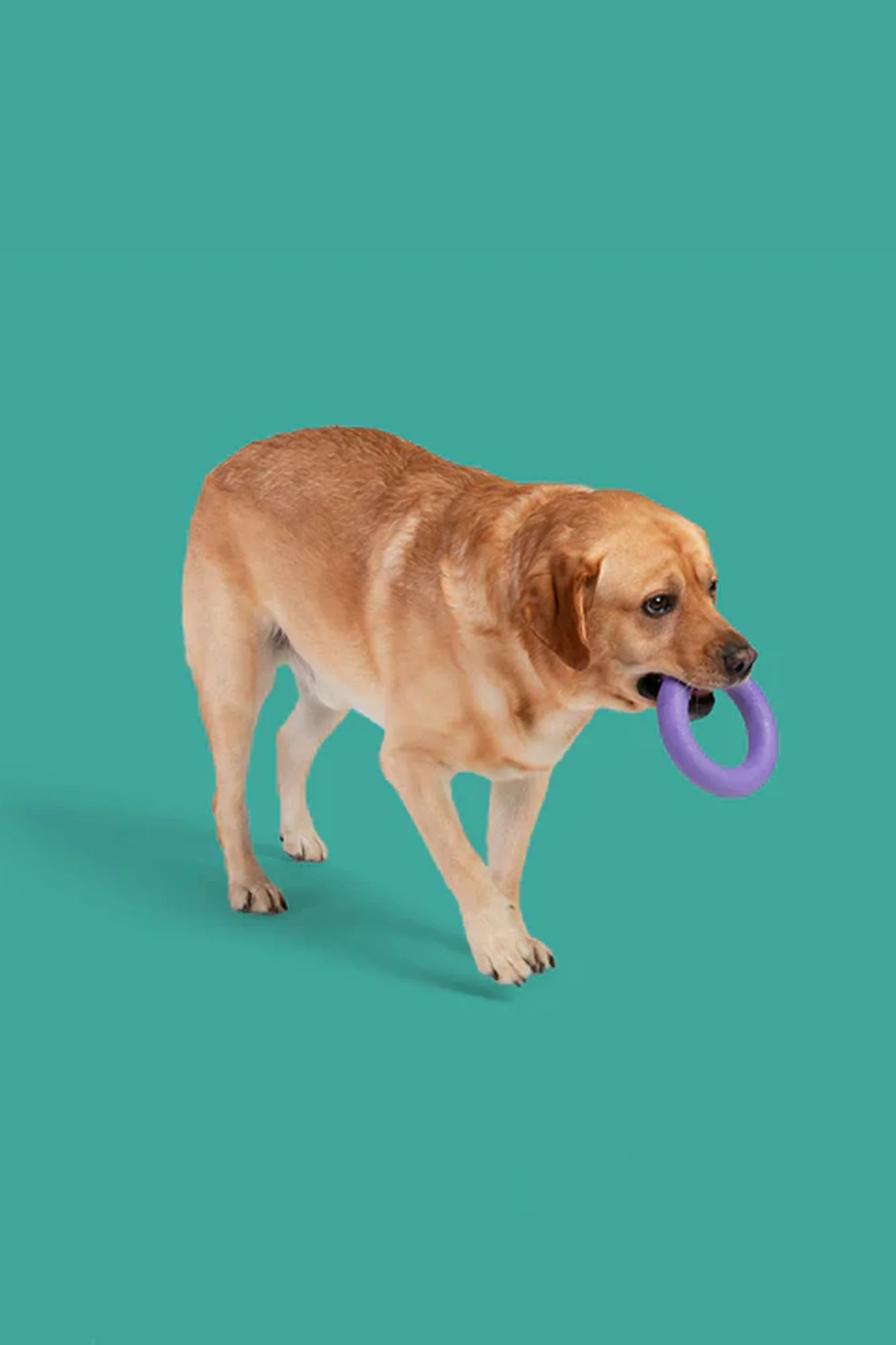 Yomp Superloop Max Dog Toy - Image 4