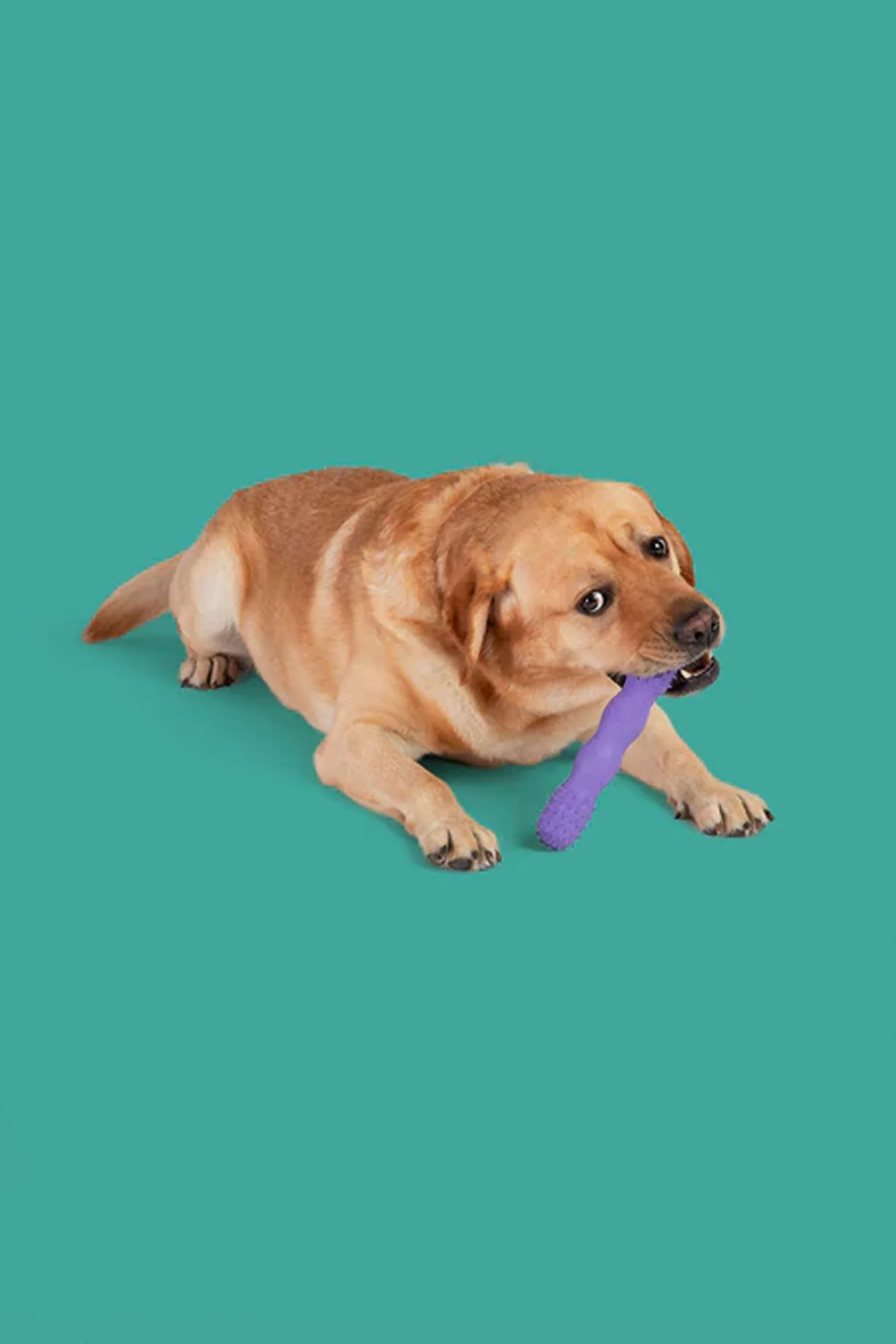 Yomp Toothbuddy Max Dog Toy - Image 4