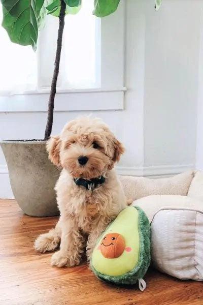 Zippy Paws Fiesta NomNomz Avocado Dog Toy - Image 3