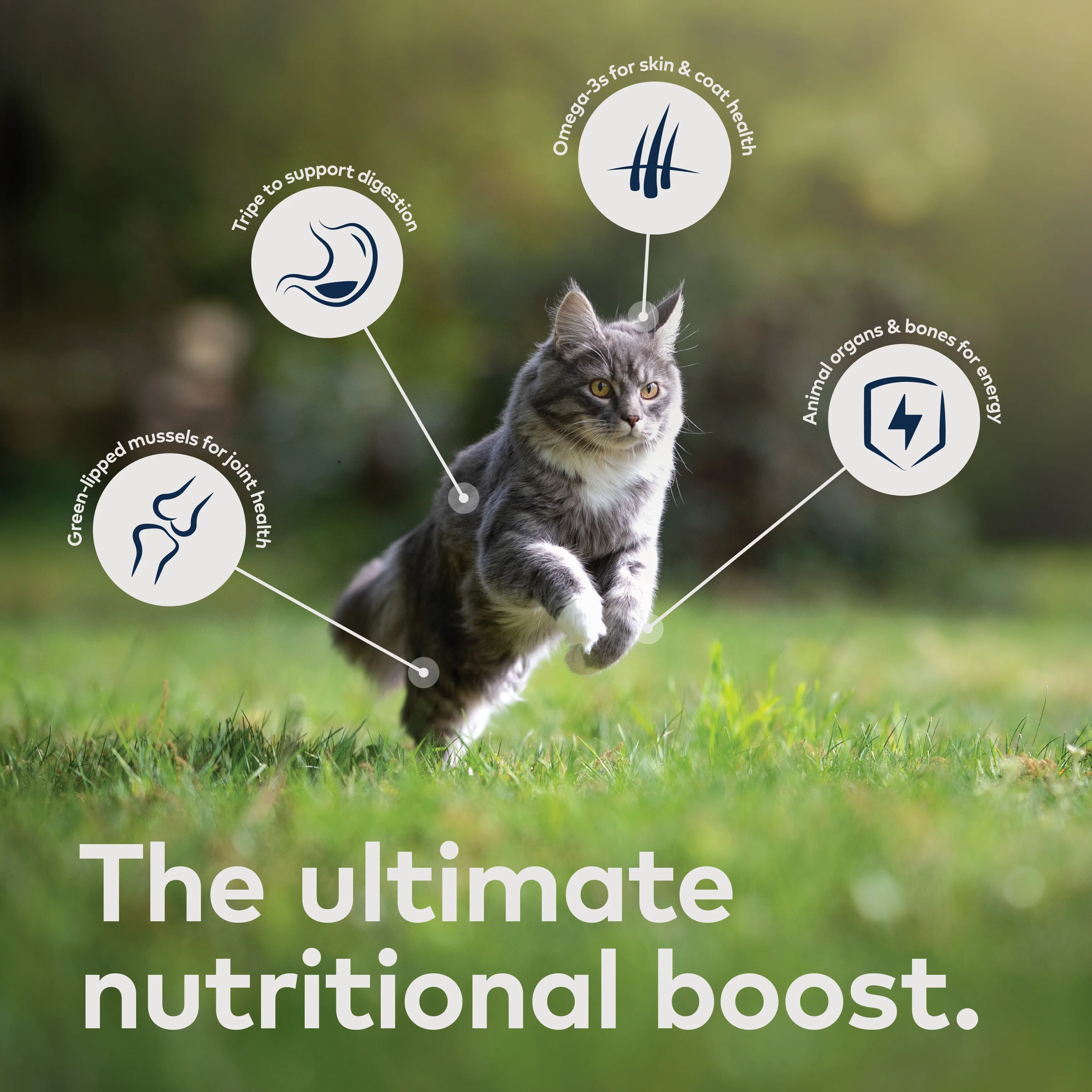 ZIWI Beef Air Dried Cat Food - Image 8
