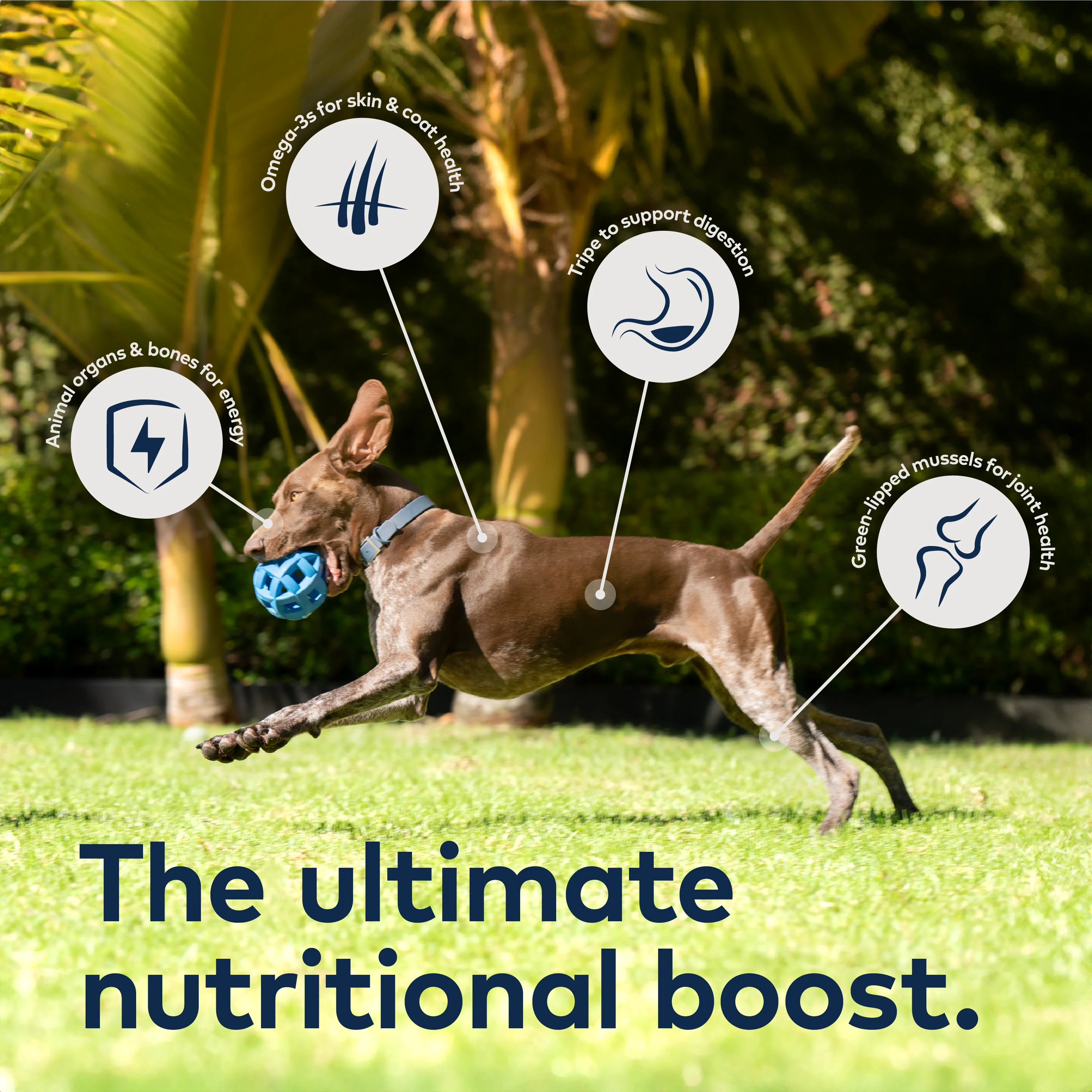 ZIWI Lamb Air Dried Dog Food - Image 9